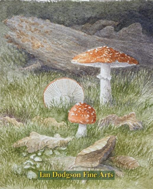 Fly Agaric by Philip Snow